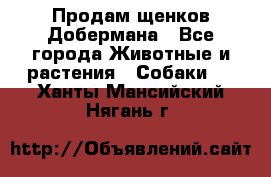Продам щенков Добермана - Все города Животные и растения » Собаки   . Ханты-Мансийский,Нягань г.